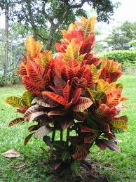 Croton ornemental - Joseph's coat